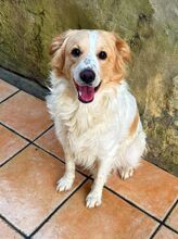 MARCELLINO, Hund, Mischlingshund in Italien - Bild 2