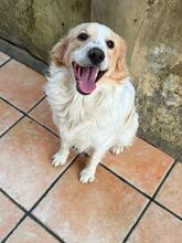 MARCELLINO, Hund, Mischlingshund in Italien - Bild 3