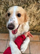 MARCELLINO, Hund, Mischlingshund in Italien - Bild 4