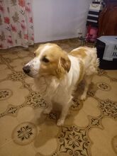 MARCELLINO, Hund, Mischlingshund in Italien - Bild 5