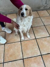 MARCELLINO, Hund, Mischlingshund in Italien - Bild 6