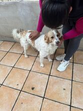 MARCELLINO, Hund, Mischlingshund in Italien - Bild 7