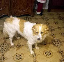 MARCELLINO, Hund, Mischlingshund in Italien - Bild 8