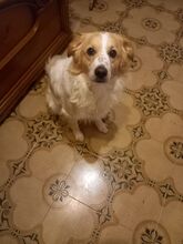 MARCELLINO, Hund, Mischlingshund in Italien - Bild 9