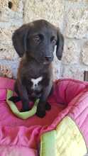 ADONIS, Hund, Mischlingshund in Italien - Bild 1