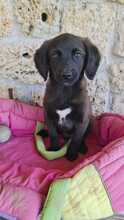 ADONIS, Hund, Mischlingshund in Italien - Bild 2
