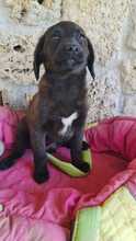 ADONIS, Hund, Mischlingshund in Italien - Bild 3