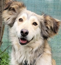 FLIPPER, Hund, Mischlingshund in Rumänien - Bild 1