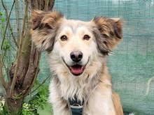 FLIPPER, Hund, Mischlingshund in Rumänien - Bild 3