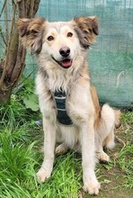 FLIPPER, Hund, Mischlingshund in Rumänien - Bild 4