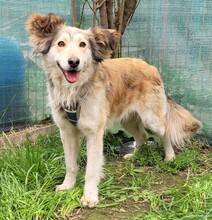 FLIPPER, Hund, Mischlingshund in Rumänien - Bild 5