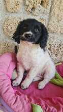 CENTAUREA, Hund, Mischlingshund in Italien - Bild 1