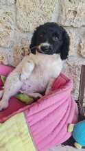 CENTAUREA, Hund, Mischlingshund in Italien - Bild 2