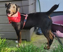 YAGI, Hund, Mischlingshund in Rumänien - Bild 2