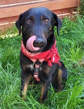 YAGI, Hund, Mischlingshund in Rumänien - Bild 3