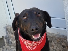 YAGI, Hund, Mischlingshund in Rumänien - Bild 4