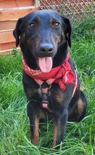 YAGI, Hund, Mischlingshund in Rumänien - Bild 5
