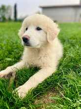 PANDO, Hund, Maremmano-Mix in Italien - Bild 1