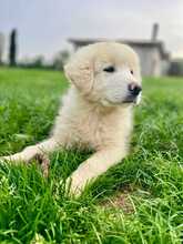 PANDO, Hund, Maremmano-Mix in Italien - Bild 2