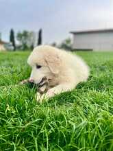 PANDO, Hund, Maremmano-Mix in Italien - Bild 3