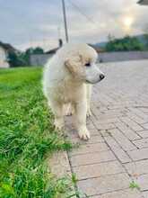 PANDO, Hund, Maremmano-Mix in Italien - Bild 4