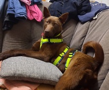 COCO, Hund, Kelpie-Mix in Bernau - Bild 1