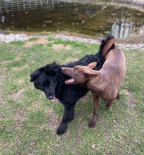 COCO, Hund, Kelpie-Mix in Bernau - Bild 10
