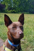 COCO, Hund, Kelpie-Mix in Bernau - Bild 11
