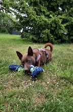 COCO, Hund, Kelpie-Mix in Bernau - Bild 12