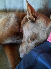 COCO, Hund, Kelpie-Mix in Bernau - Bild 13