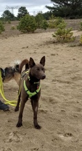 COCO, Hund, Kelpie-Mix in Bernau - Bild 14
