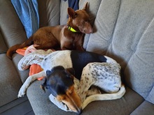 COCO, Hund, Kelpie-Mix in Bernau - Bild 15