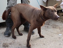 COCO, Hund, Kelpie-Mix in Bernau - Bild 16