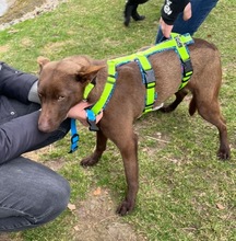 COCO, Hund, Kelpie-Mix in Bernau - Bild 2