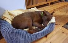 COCO, Hund, Kelpie-Mix in Bernau - Bild 3