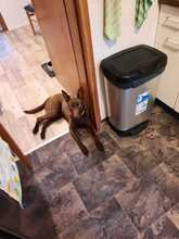 COCO, Hund, Kelpie-Mix in Bernau - Bild 4