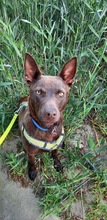 COCO, Hund, Kelpie-Mix in Bernau - Bild 5