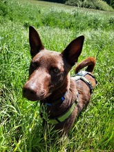 COCO, Hund, Kelpie-Mix in Bernau - Bild 6