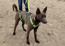 COCO, Hund, Kelpie-Mix in Bernau - Bild 7