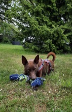 COCO, Hund, Kelpie-Mix in Bernau - Bild 8