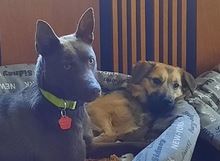 COCO, Hund, Kelpie-Mix in Bernau - Bild 9