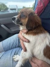 IDA, Hund, Mischlingshund in Rumänien