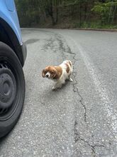 IDA, Hund, Mischlingshund in Rumänien - Bild 2