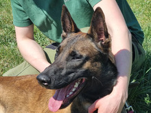 BALOU, Hund, Malinois in Hamburg - Bild 1