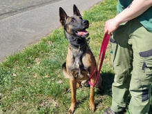 BALOU, Hund, Malinois in Hamburg - Bild 2