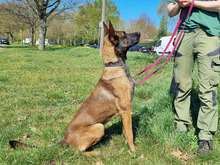 BALOU, Hund, Malinois in Hamburg - Bild 3