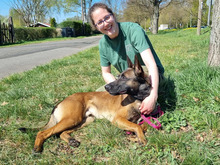 BALOU, Hund, Malinois in Hamburg - Bild 4