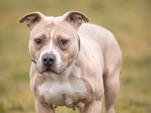 KIBA, Hund, American Staffordshire Terrier-Mix in Hamburg - Bild 1