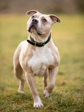 KIBA, Hund, American Staffordshire Terrier-Mix in Hamburg - Bild 2