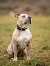 KIBA, Hund, American Staffordshire Terrier-Mix in Hamburg - Bild 3